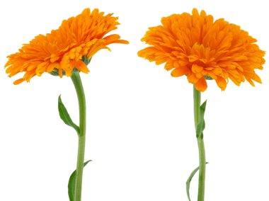 Flower of calendula clipart