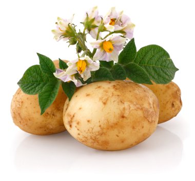 Young potatoes with sprout and flowers, Isolated on white clipart