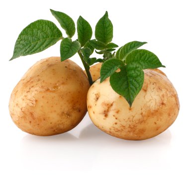 Young potatoes with sprout clipart