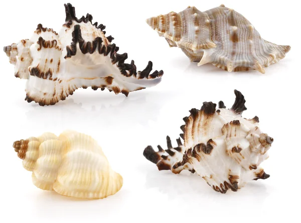 Морские ракушки — стоковое фото