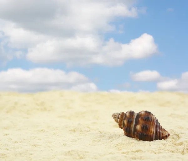 Песчаный пляж с ракушкой — стоковое фото