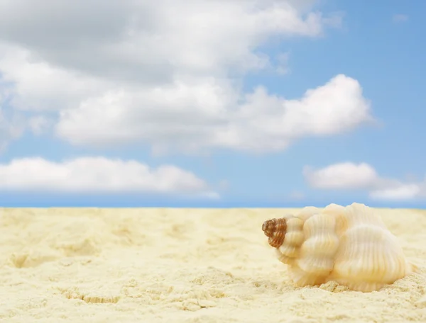 Praia de areia com concha — Fotografia de Stock
