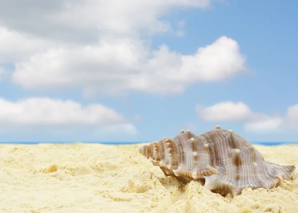Deniz kabuklu kumsal. — Stok fotoğraf