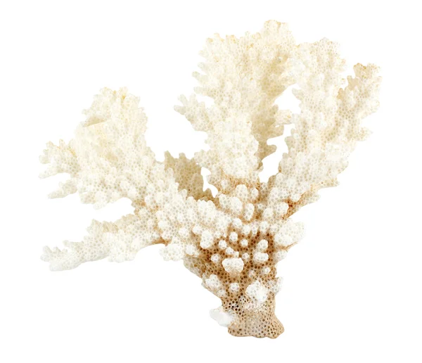 Coral marinho — Fotografia de Stock