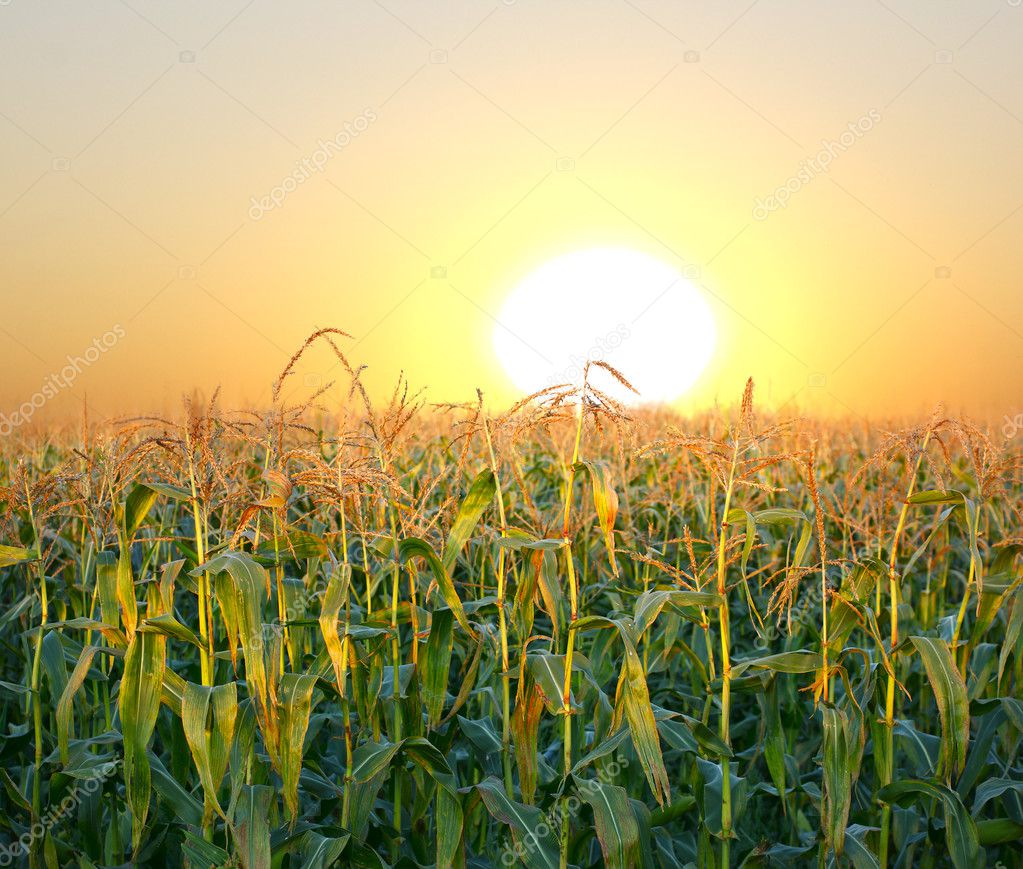 Corn field — Stock Photo © dimjul 6591108