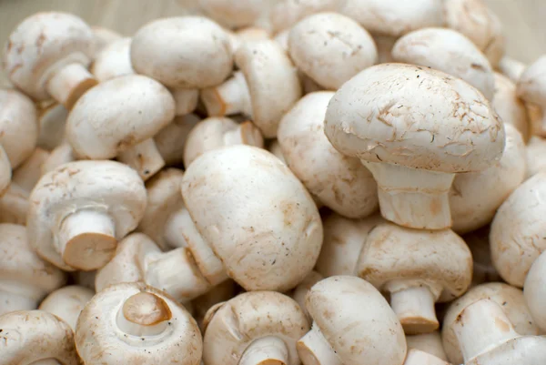 stock image Champignons