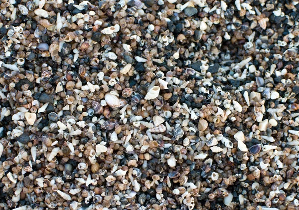 Small shells — Stock Photo, Image