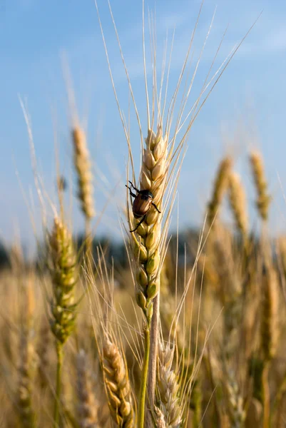 stock image Pest of cereal crops