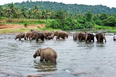 Flock of elephants in the river clipart