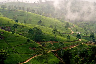 Yeşil tişört terrasses sri Lanka highland yakınındaki nuwara eliy sis içinde