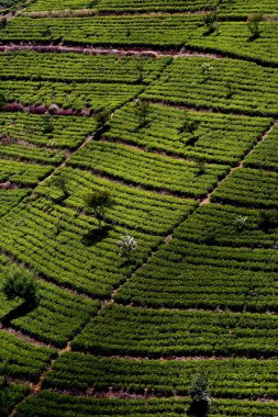 Yeşil tişört terrasses sri Lanka highland yakınındaki nuwara eliy sis içinde