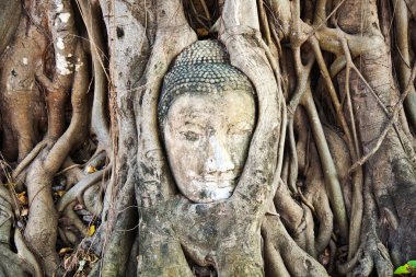 Buddha face covered by roots Mahathat temple clipart