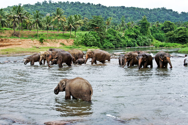 Стая слонов в реке
