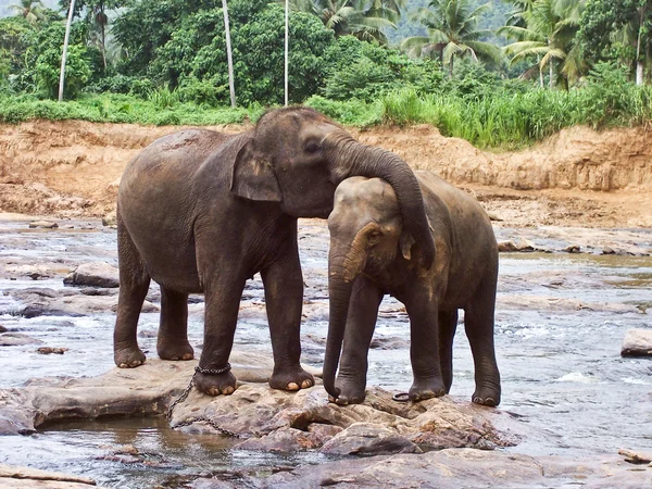 Stádo slonů v řece — Stock fotografie
