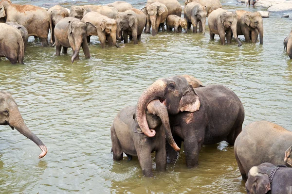 Gregge di elefanti nel fiume — Foto Stock