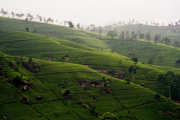 Groene tee terrasses in de hooglanden van sri lanka in de mist in de buurt van nuwara eliy — Stockfoto
