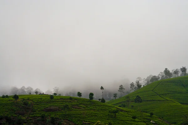 Green tee terrasses in the highland from Sri Lanka in fog near nuwara Eliy — Stock Photo, Image