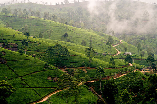 Зеленые террасы в высокогорье из Шри-Ланки в тумане рядом с Нувара Элий
