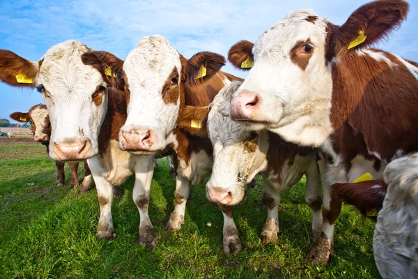 Cattle on green meadow are feeded — Stock Photo, Image