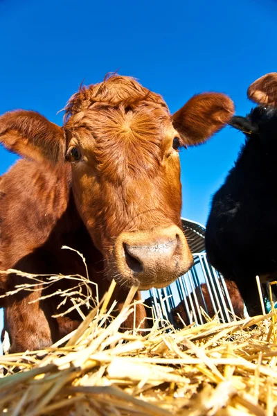 Vänlig boskap på halm med blå himmel — Stockfoto