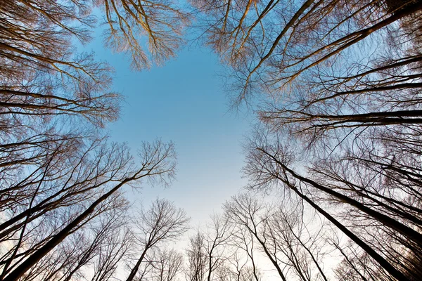 stock image Crown of trees with clear blue sky and harmonic branch structure