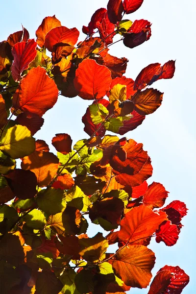 stock image Beautiful leaves from a birch