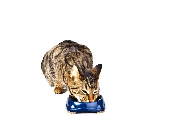 Aç kedi gıda kaseden yemek — Stok fotoğraf