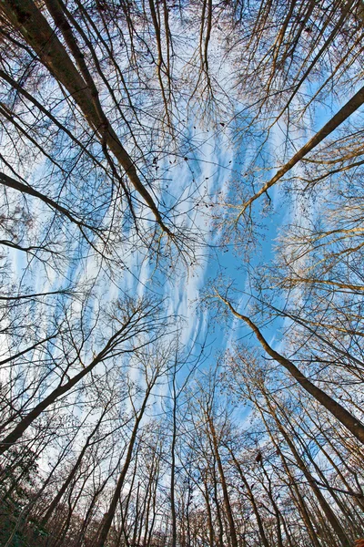 Корона дерев з блакитним небом — стокове фото