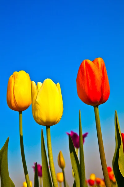 Veld met bloeiende kleurrijke tulpen — Stockfoto
