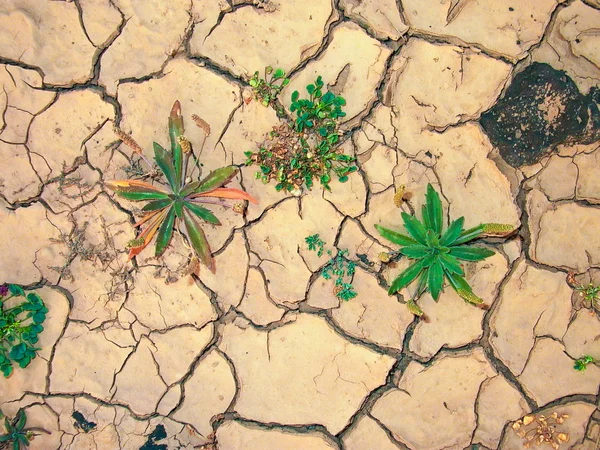 รายละเอียดของดินแห้ง — ภาพถ่ายสต็อก