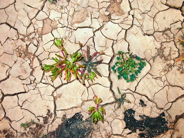 Detalle de tierra de marga seca — Foto de Stock