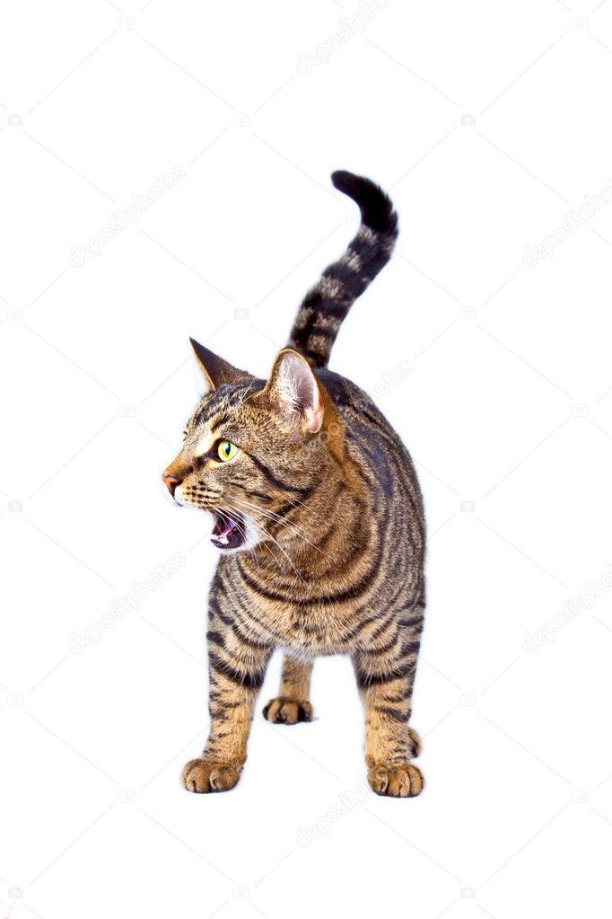 Cat shouting and fighting — Stock Photo © Hackman 5519899