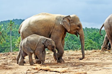 Elefant aile açık alanda