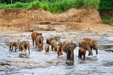 elefants nehri geçerken