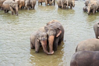 elefants nehrinde rahatlatıcı ve onların russels ile sarılma