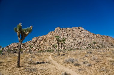 doğada joshua tree national park