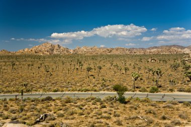 doğal taş ve ağaçları yılında joshua tree national park