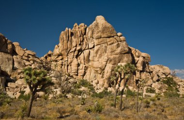 Scenic rocks and trees in Joshua tree national park clipart