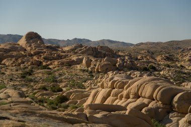 doğal taş ve ağaçları yılında joshua tree national park