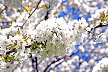 yakın çekim bloom Bahar Dalı