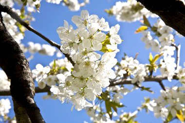 yakın çekim bloom Bahar Dalı