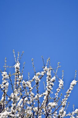 yakın çekim bloom Bahar Dalı