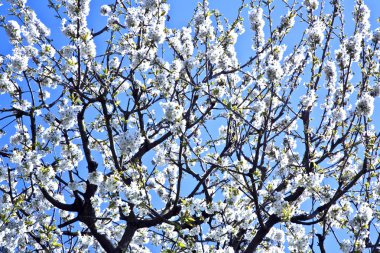 yakın çekim bloom Bahar Dalı