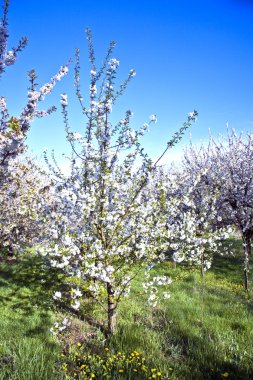 yakın çekim bloom Bahar Dalı