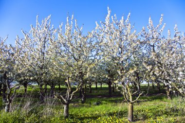 yakın çekim bloom Bahar Dalı