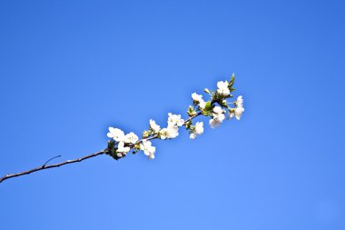 yakın çekim bloom Bahar Dalı