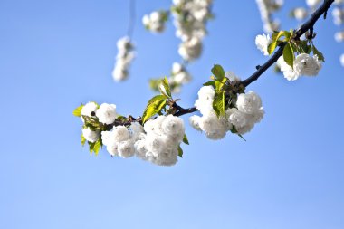 yakın çekim bloom Bahar Dalı