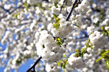 yakın çekim bloom Bahar Dalı