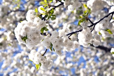 yakın çekim bloom Bahar Dalı