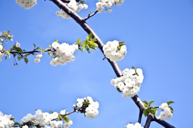 yakın çekim bloom Bahar Dalı